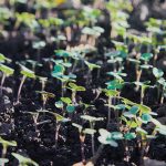 If sufficient rain doesn’t reach newly seeded Prairie crops in a timely fashion, canola futures may finally break higher.