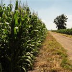 File photo of a cornfield in Mexico. (Roberto Cabrera/iStock/Getty Images)
