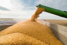 Crop production records are a double-edged sword as they will lead to larger, price-flattening carryovers.