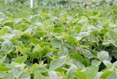 Rain needed for soybeans, other southern Manitoba crops