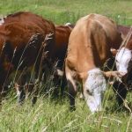 A grazing plan that matches animal numbers to predicted forage yields should be made before turn out.