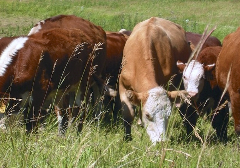 A grazing plan that matches animal numbers to predicted forage yields should be made before turn out.