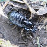 Pterostichus melanarius ground beetles have garnered interest as possible predators for pea leaf weevil.