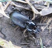 Pterostichus melanarius ground beetles have garnered interest as possible predators for pea leaf weevil.