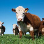 “What we’re trying to do here with these types of studies is to do some valuation of the grasslands.” – Marcos Cordeiro, University of Manitoba.