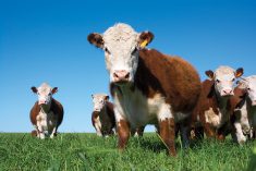 “What we’re trying to do here with these types of studies is to do some valuation of the grasslands.” – Marcos Cordeiro, University of Manitoba.