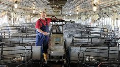 Washpower robot washers are in more than 1,000 barns around the world, including American barns seen in these promotional photos.