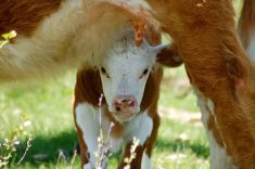 Limiting the use of mRNA vaccines would mean losing a new way to protect animals from pathogens that current vaccines can’t fend off.