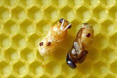 Previous invasions of varroa mite have been successfully eradicated before establishing, but last year the mite managed to spread in Australia’s southeast.