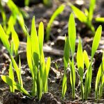 Wheat seedlings emerge from the soil. Wheat crops in Europe are looking positive with big harvests expected.