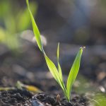 File photo of a barley seedling. (SusanHSmith/iStock/Getty Images)

