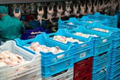 File photo of a chicken processing line in Ukraine. (AlexanderLipko/iStock/Getty Images)
