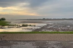 One of Eric McLean’s soybean fields, near Oak River. The 16-inch culvert fell behind after torrential rain, he said,