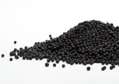 Oilseed crushing and renewable diesel facilities questioned putting money into new developments.