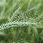 “There’s a tremendous amount of water taken up by the plants that ends up right back in the atmosphere as water vapour. In fact, in dryland farming, the majority of that water is just cycled right back to the atmosphere.” – Paul Bullock.