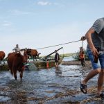 Local residents on June 9 evacuate cattle on a barge from the Mykolaiv-region village of Afanasiivka, which was partly flooded in the Nova Kakhovka dam breach amid Russia’s attack on Ukraine.