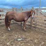 This seven-year-old red mare in southern Alberta was bought just above slaughter price in May.