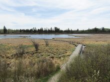 A boardwalk cuts over the water at Ominnik Marsh in western Manitoba.