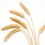 “I want to bring forward more of the agronomy research that accompanies variety development. As we bring on new varieties, there are opportunities to tune the agronomy and understand how to take advantage of those new genetics.” – Lori-Ann Kaminski, Canadian Wheat Research Coalition.