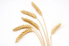 “I want to bring forward more of the agronomy research that accompanies variety development. As we bring on new varieties, there are opportunities to tune the agronomy and understand how to take advantage of those new genetics.” – Lori-Ann Kaminski, Canadian Wheat Research Coalition.