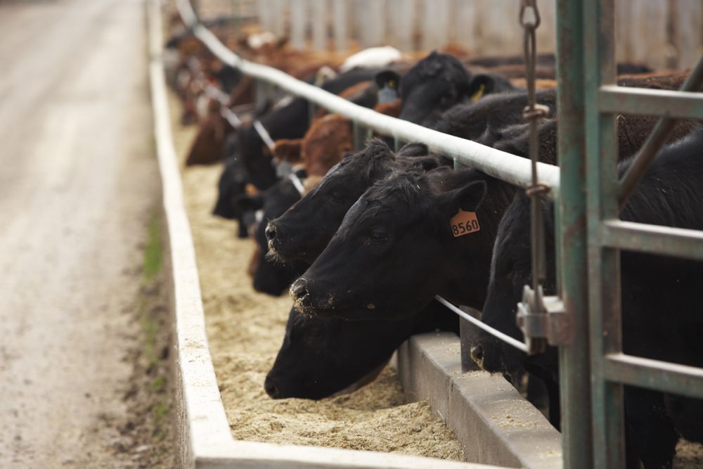 (Photo courtesy Canada Beef Inc.)
