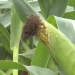 Weather markets assert themselves