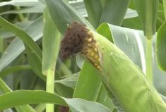 Weather markets assert themselves