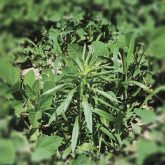 Growers need to understand their seed technologies and the weed spectrum they’re dealing with.