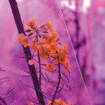 Greenhouse-grown canola plant with two introduced clubroot resistance genes shows promise for the future, says researcher Fengqun Yu.