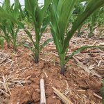 Soil cracks around corn plants below knee-high at Manchester Township, about 130 km west of Philadelphia in southern Pennsylvania, on June 6.