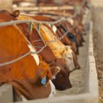 (Photo courtesy Canada Beef Inc.)
