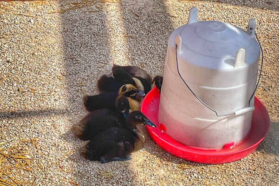 Ducklings on display at the Red River Ex in Winnipeg on June 20, 2023 stuck to the shady side of the waterer as daytime temperatures maxed out at nearly 36 C. (Dave Bedard photo)
