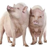 “If we get to the point that we have to use regulations to enforce [it], it’s not working.” – Cam Dahl, Manitoba Pork Council.