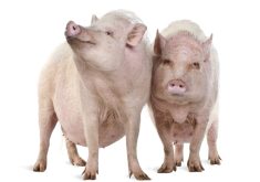 “If we get to the point that we have to use regulations to enforce [it], it’s not working.” – Cam Dahl, Manitoba Pork Council.