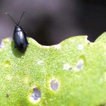 Flea beetles can cause significant crop damage in canola.