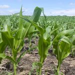 Rain, drought and market effects