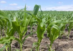 Rain, drought and market effects