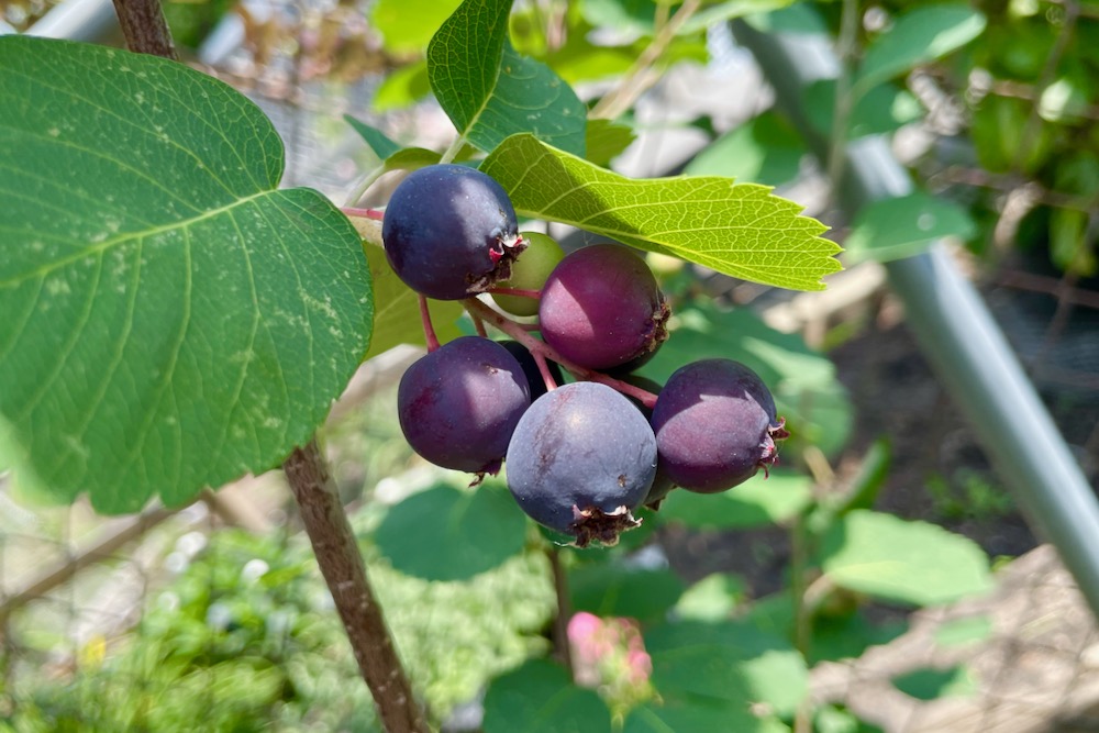 Ripened saskatoon berries in Winnipeg on June 26, 2023. (Dave Bedard photo)
