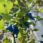 Ripe haskap berries ready for the picking at Haskap Prairie Orchards.