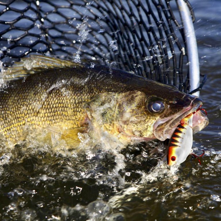 Trout fingerlings for sale in Manitoba Manitoba Cooperator