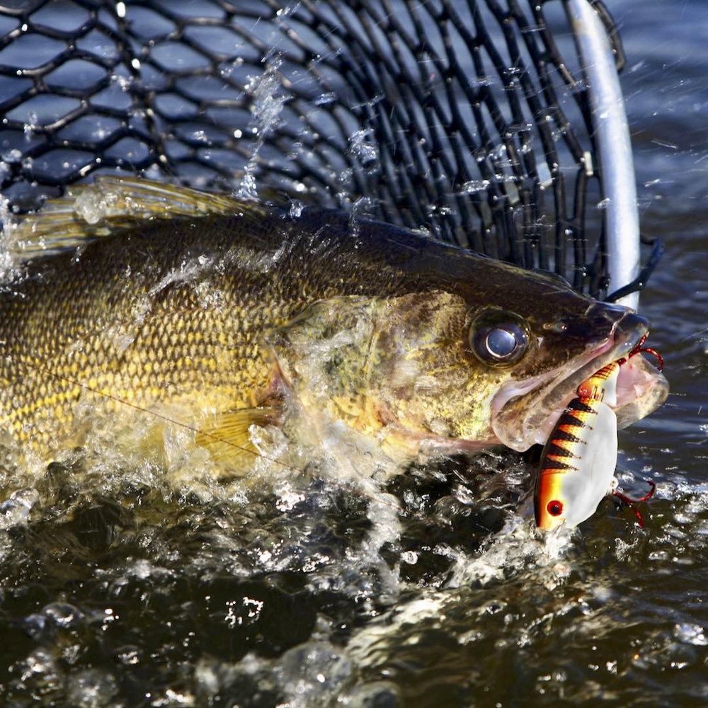 Live fish hit the road