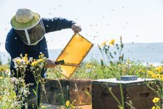 The honey sector wants the Canadian Food Inspection Agency to take another look at rules banning U.S. boxed-bee trade into Canada.
