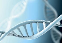 Genes are not Lego blocks. An individual gene can control multiple aspects of an organism’s development and its response to different environmental conditions. Gene editing is therefore likely to change more than just one trait.