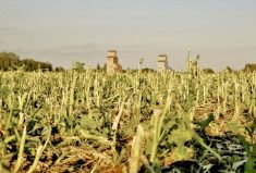 A canola crop decimated after a hail storm near Snowflake, Man.