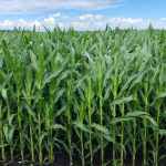 Corn in progress just east of Blumenort, Man. on July 20, 2022. (Dave Bedard photo)
