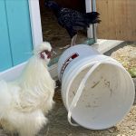 Poultry on display at the Red River Ex seek shelter from hot and windy weather in Winnipeg on June 20.