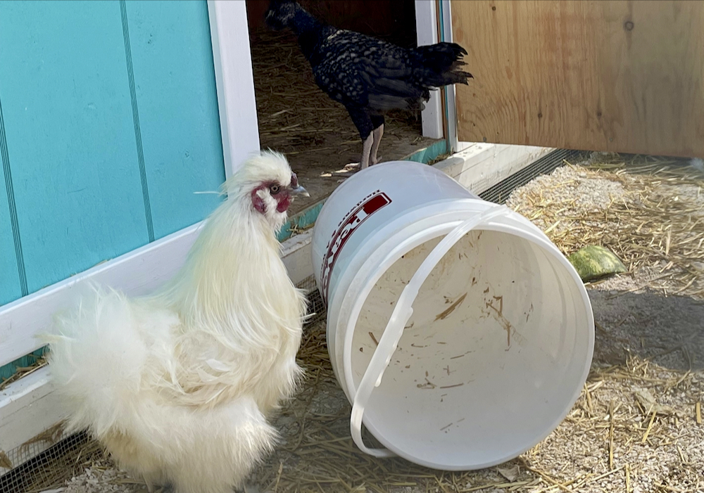 Poultry on display at the Red River Ex seek shelter from hot and windy weather in Winnipeg on June 20.