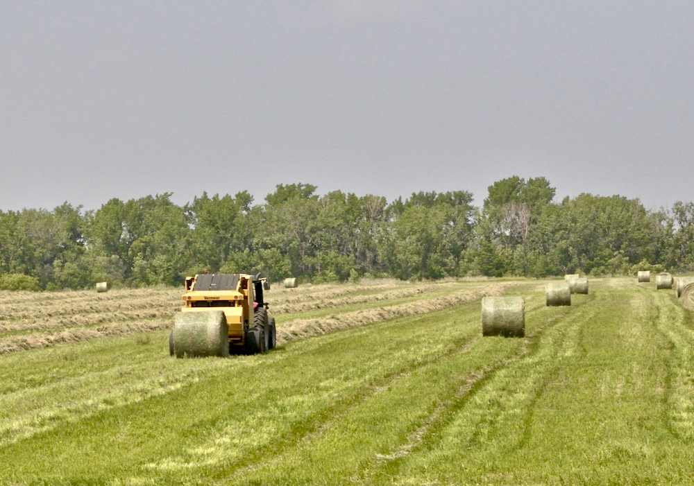 First cut gets underway as some forage producers express concern over yet another season of dry conditions.