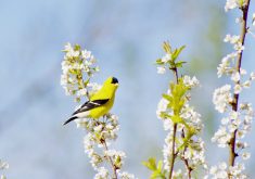 A male goldfinch perches in a flowering plum tree in southern Manitoba in early June.