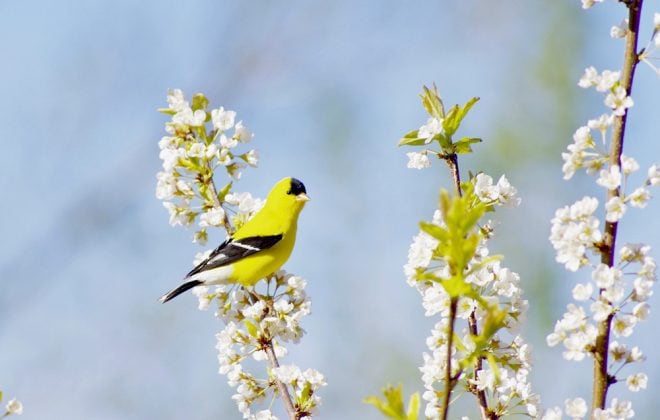 A male goldfinch perches in a flowering plum tree in southern Manitoba in early June.